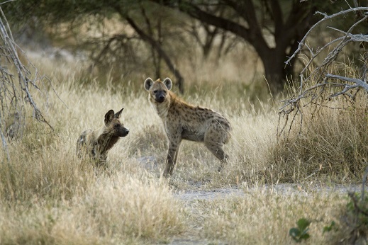 Hyena & Solo friend 3IMG_3510_small