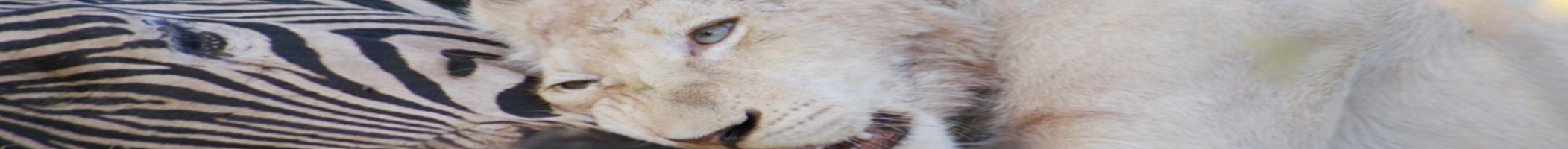 LionCubZebra_banner