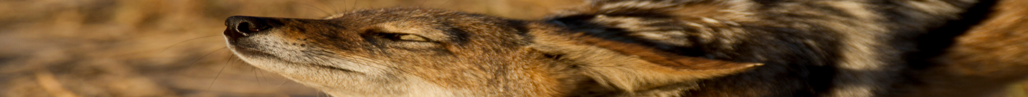 Solo_banner