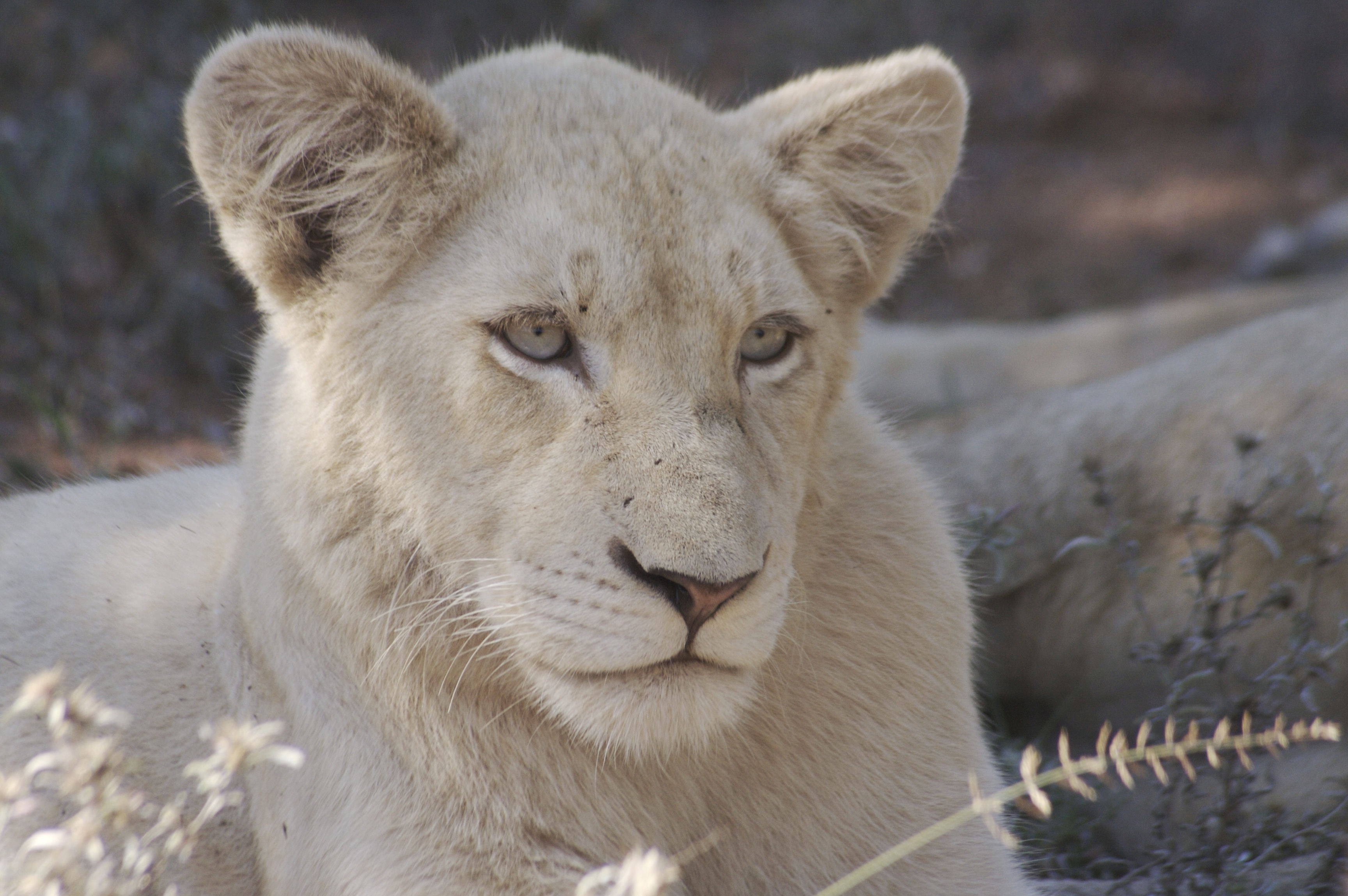 White Cub  1 year old