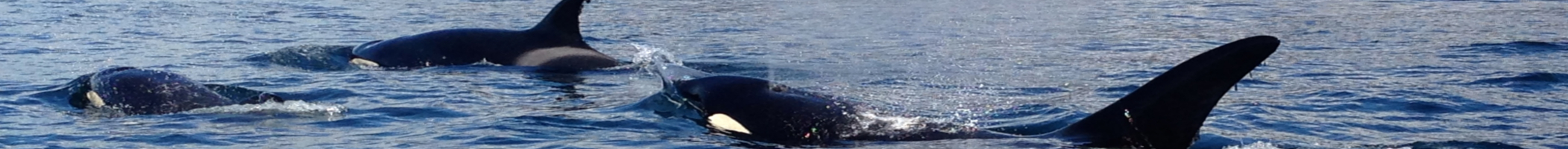 killerwhales_banner