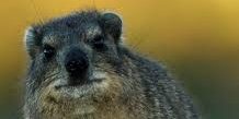 Dassie