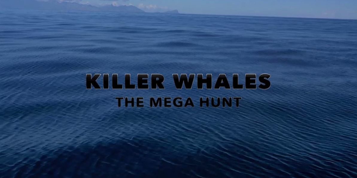 KillerWhales_TitleStill