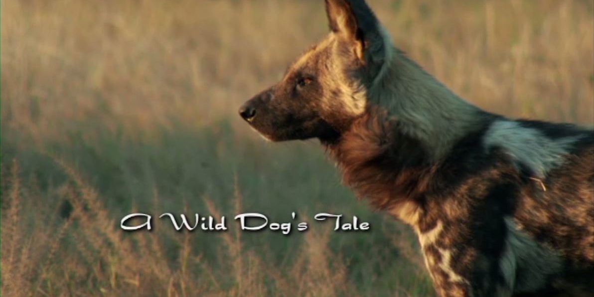 WildDogsTale_TitleStill